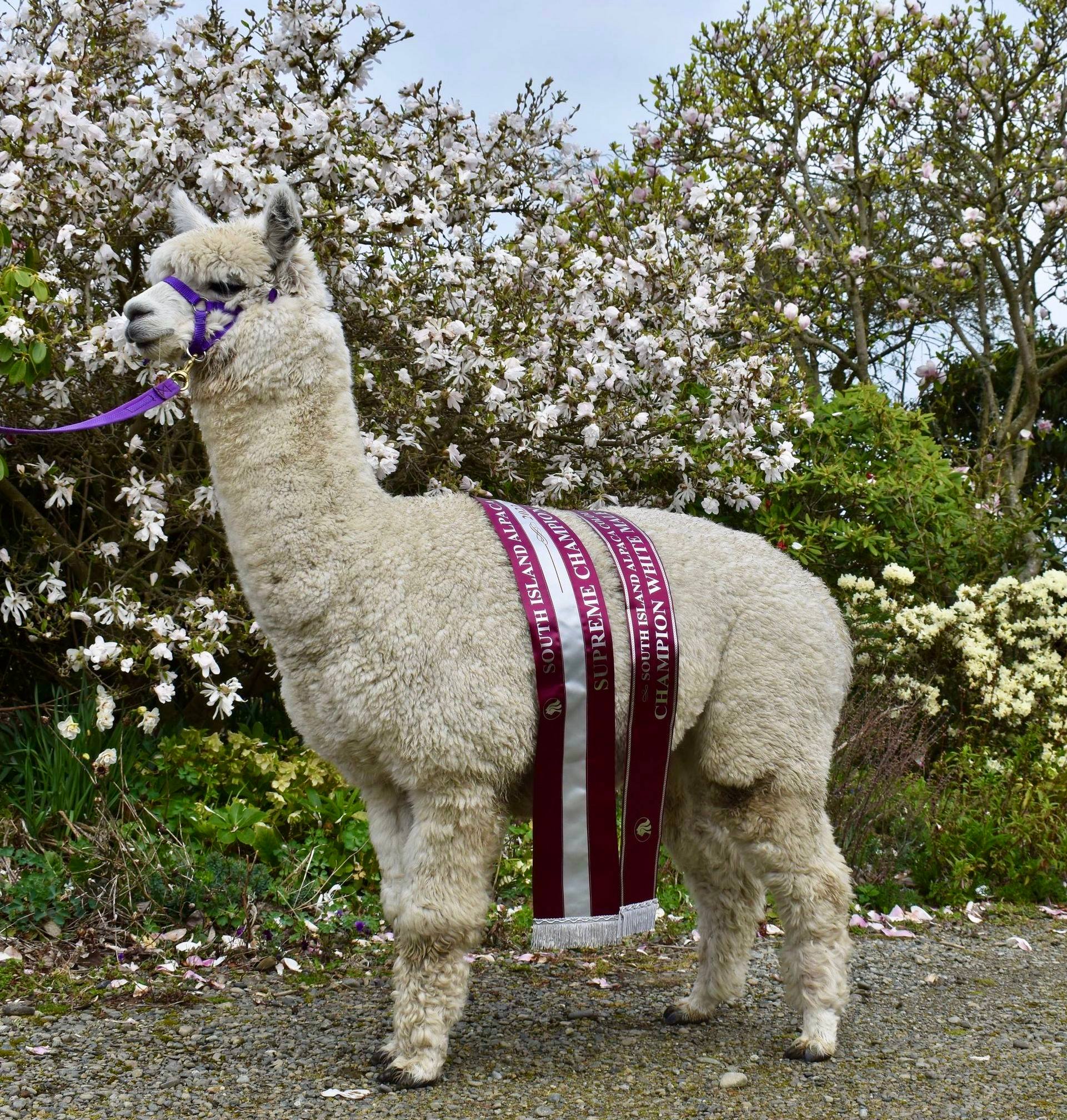picture of alpaca 'Sven'